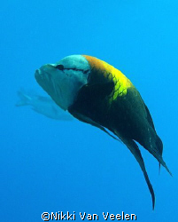 Female slingjaw wrasse taken at Ras Umm Sid while snorkel... by Nikki Van Veelen 